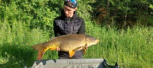 Common Carp