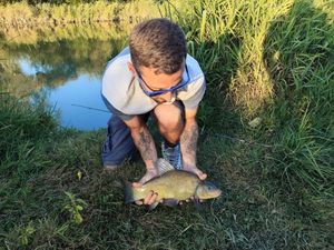 Tench
