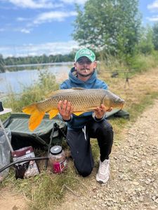 Common Carp