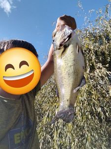 Largemouth Bass