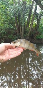 European Perch