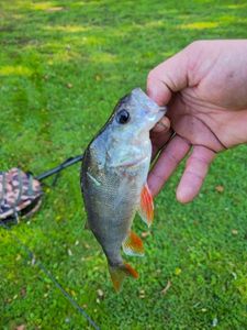 European Perch