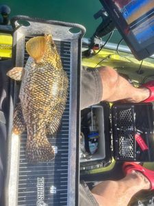 Ballan Wrasse