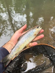 Brown Trout