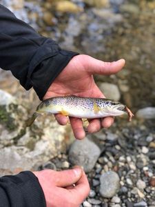 Brown Trout