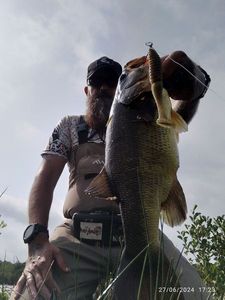 Largemouth Bass