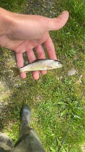 Brown Trout