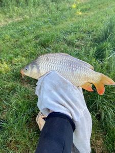 Common Carp