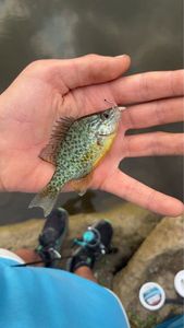 Green Sunfish