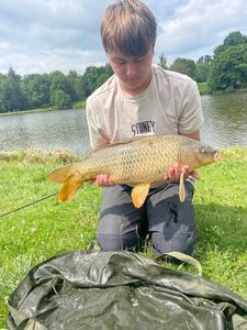 Common Carp