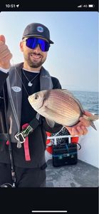 Common Two-banded Seabream