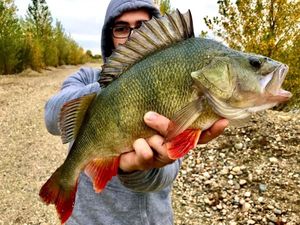 European Perch