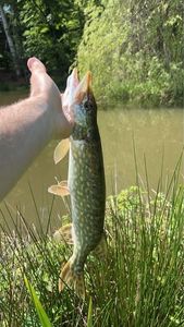 Northern Pike
