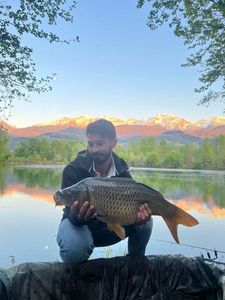 Common Carp