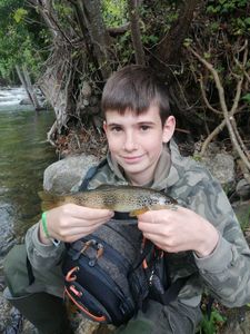 Brown Trout