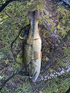 Largemouth Bass