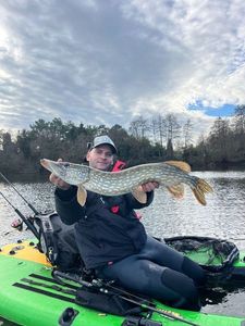 Northern Pike