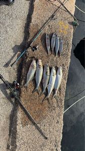 Bluefish