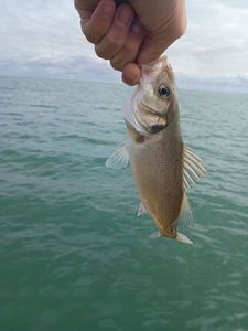 European Bass (Seabass)
