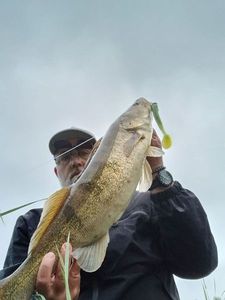 Zander