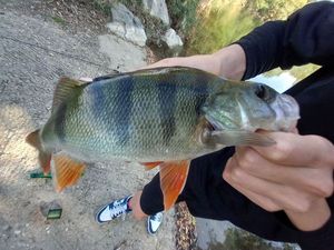 European Perch