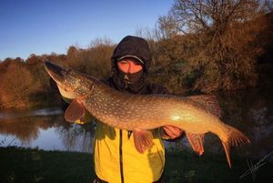 Northern Pike