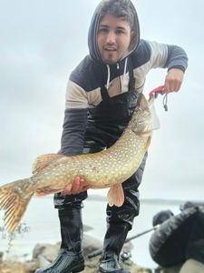 Northern Pike