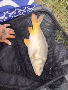 Mirror Carp