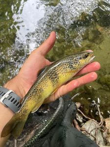 Brown Trout