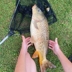 Common Carp