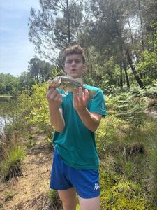 Largemouth Bass