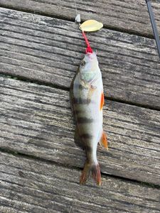 European Perch