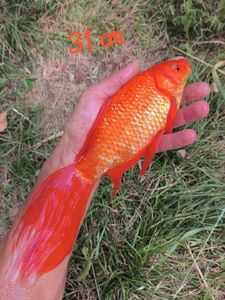 Goldfish