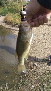 Largemouth Bass