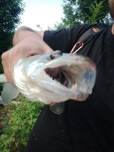 Zander