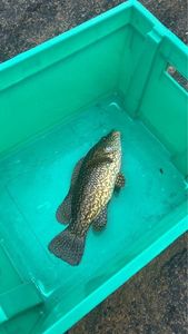 Ballan Wrasse