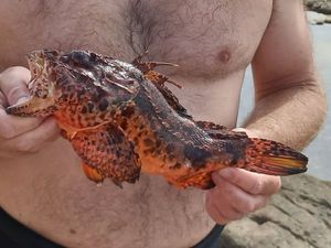 Red Scorpionfish
