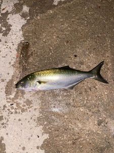 Bluefish