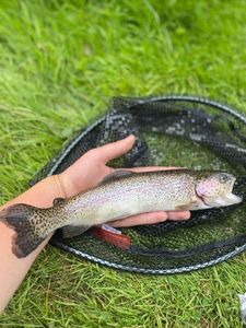 Rainbow Trout
