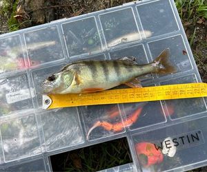 European Perch