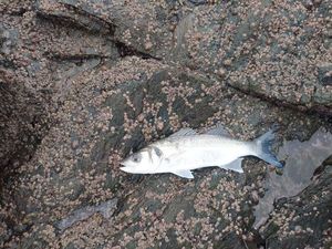 European Bass (Seabass)