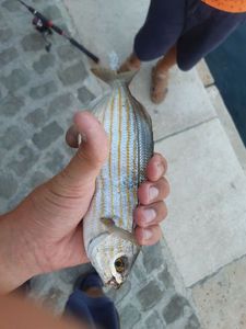 Salema