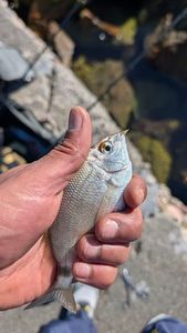 Common Two-Banded Seabream