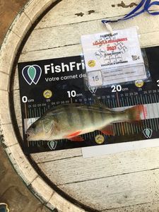 European Perch