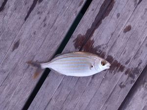 Salema