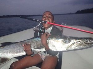 Great Barracuda