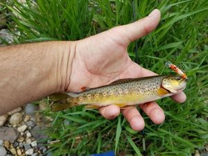 Brown Trout caught by Patrick Bouland