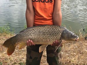 Common Carp