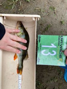 European Perch