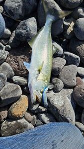 Bluefish